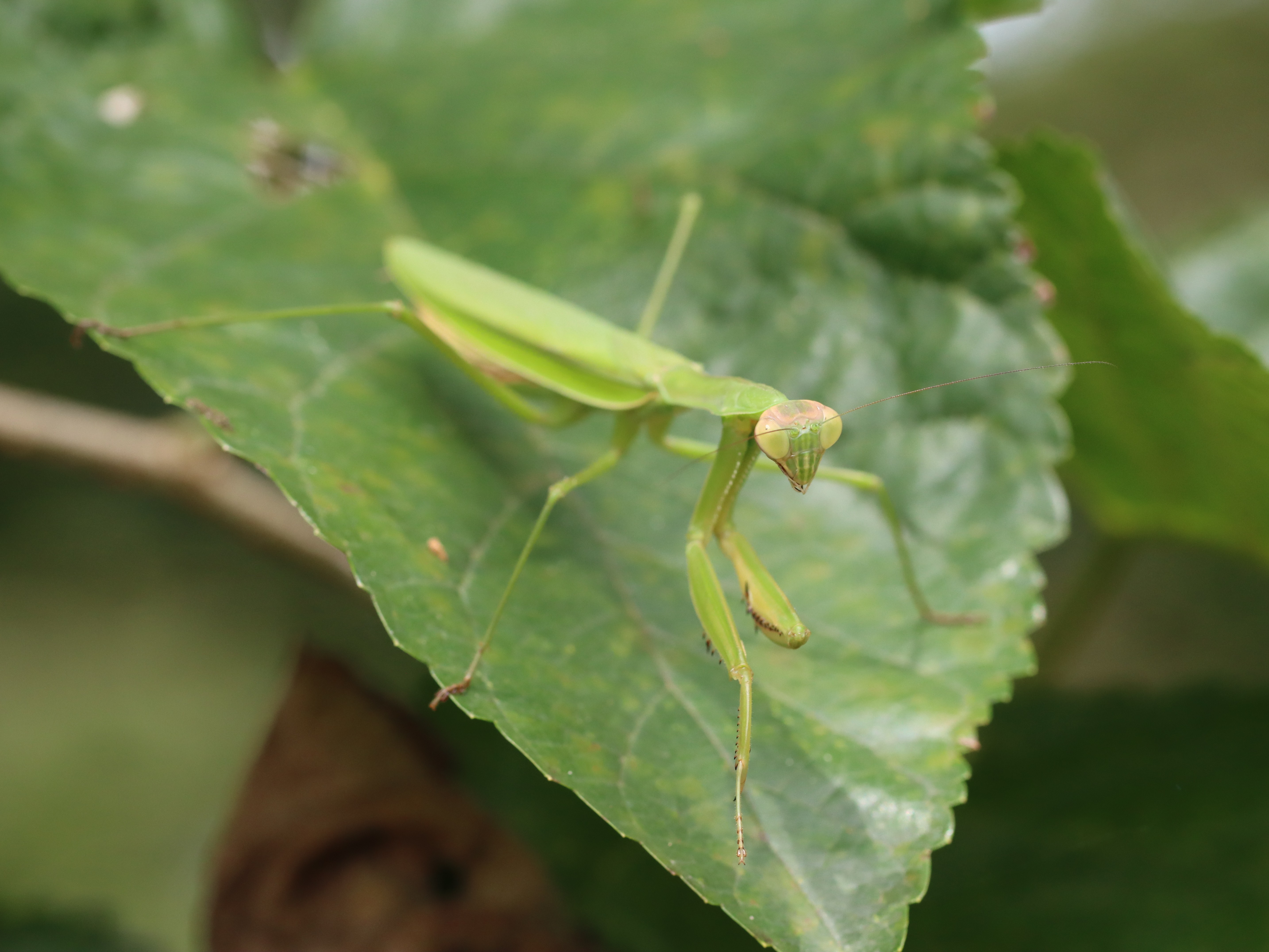 オオカマキリ
